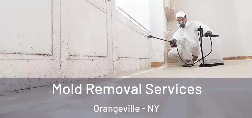  Mold Removal Services Orangeville - NY