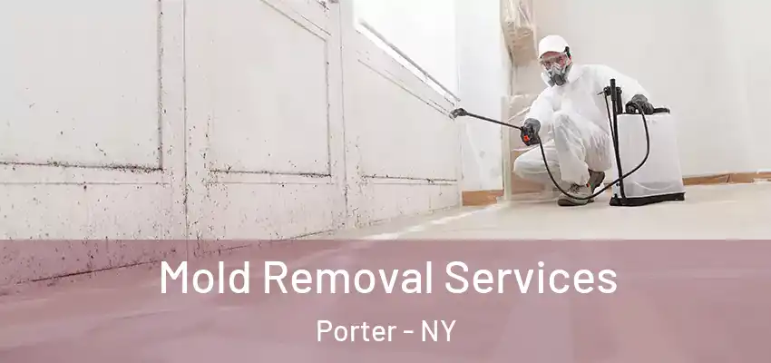  Mold Removal Services Porter - NY