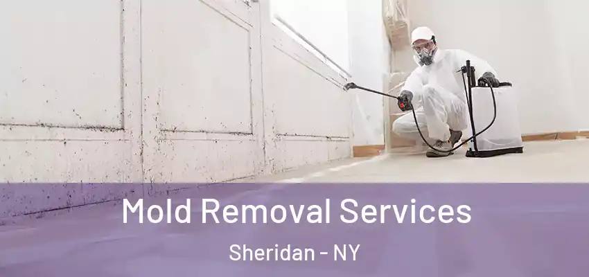  Mold Removal Services Sheridan - NY
