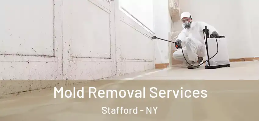  Mold Removal Services Stafford - NY