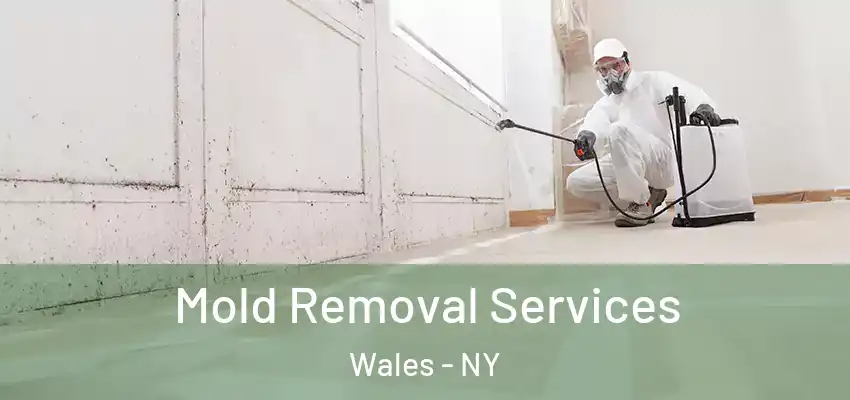  Mold Removal Services Wales - NY