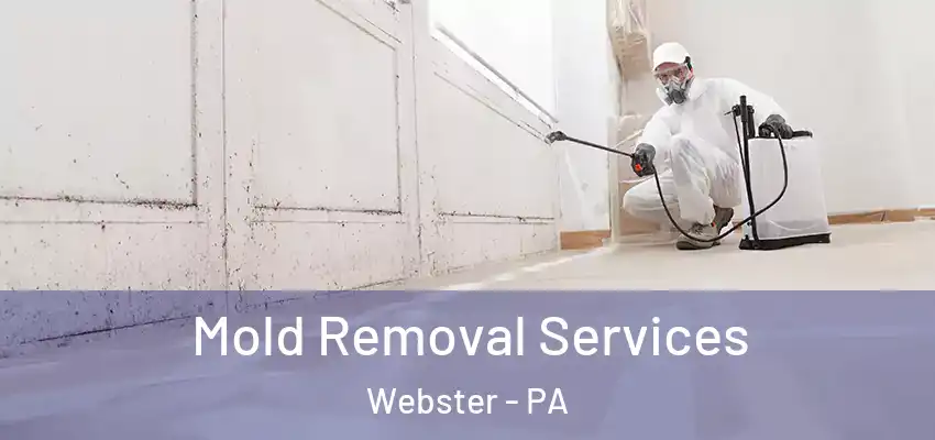  Mold Removal Services Webster - PA
