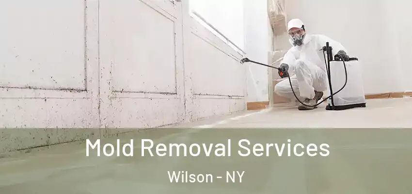  Mold Removal Services Wilson - NY