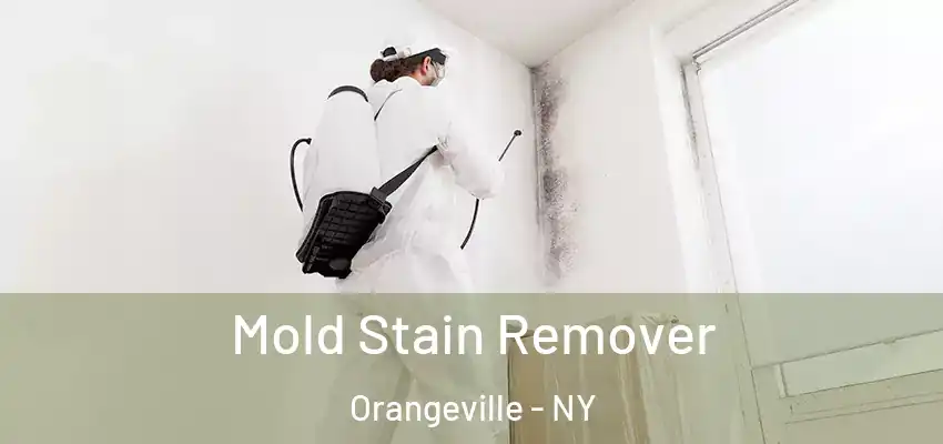  Mold Stain Remover Orangeville - NY