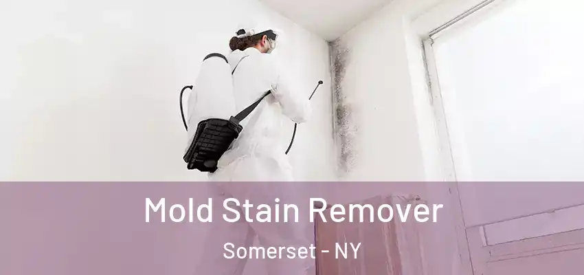  Mold Stain Remover Somerset - NY