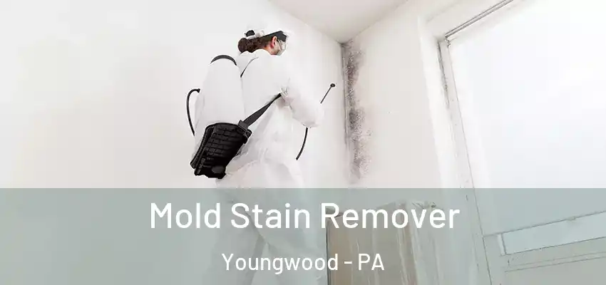  Mold Stain Remover Youngwood - PA