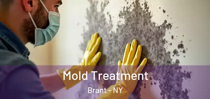  Mold Treatment Brant - NY